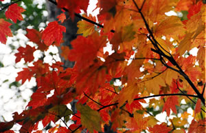 Crimson King Maple 2